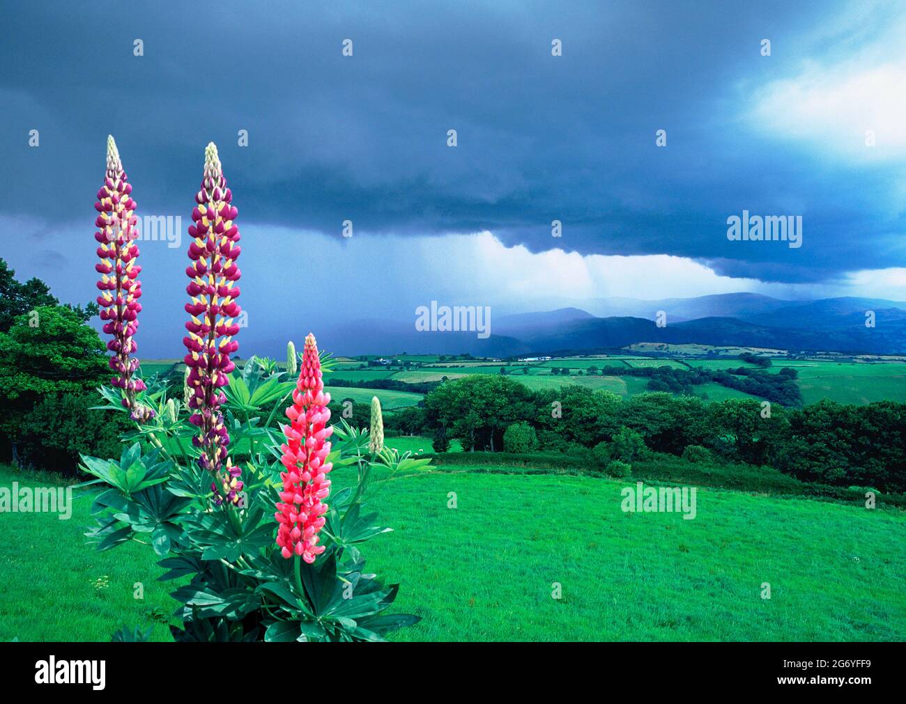 Europa, Großbritannien, Wales, Sturmhimmel über dem Snowdonia NP, mit Lupinen Stockfoto