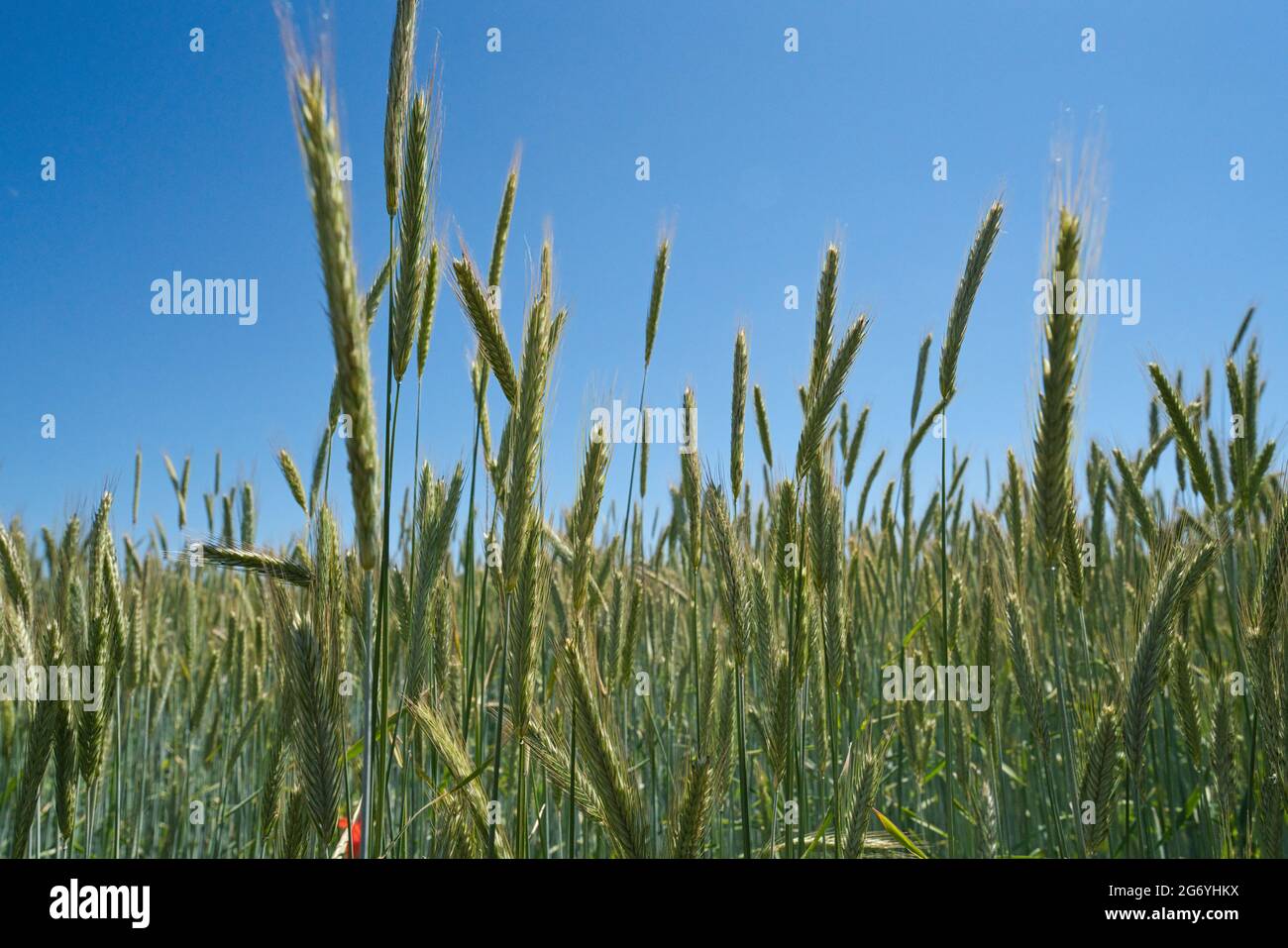 Nahaufnahmen von unreifen grünen Gerstengetreide im Sommer Stockfoto