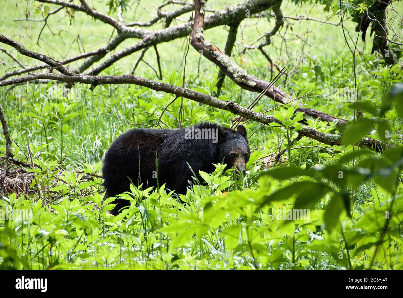 Black Bear, Smokey Mountain National Park, Gatlinburg, Tennessee Stockfoto