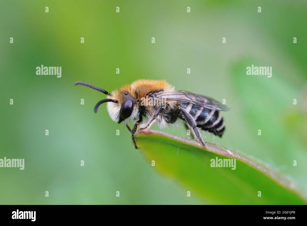 Nahaufnahme einer Colletes daviesanus Gipsbiene, die auf einem grünen Blatt thront Stockfoto