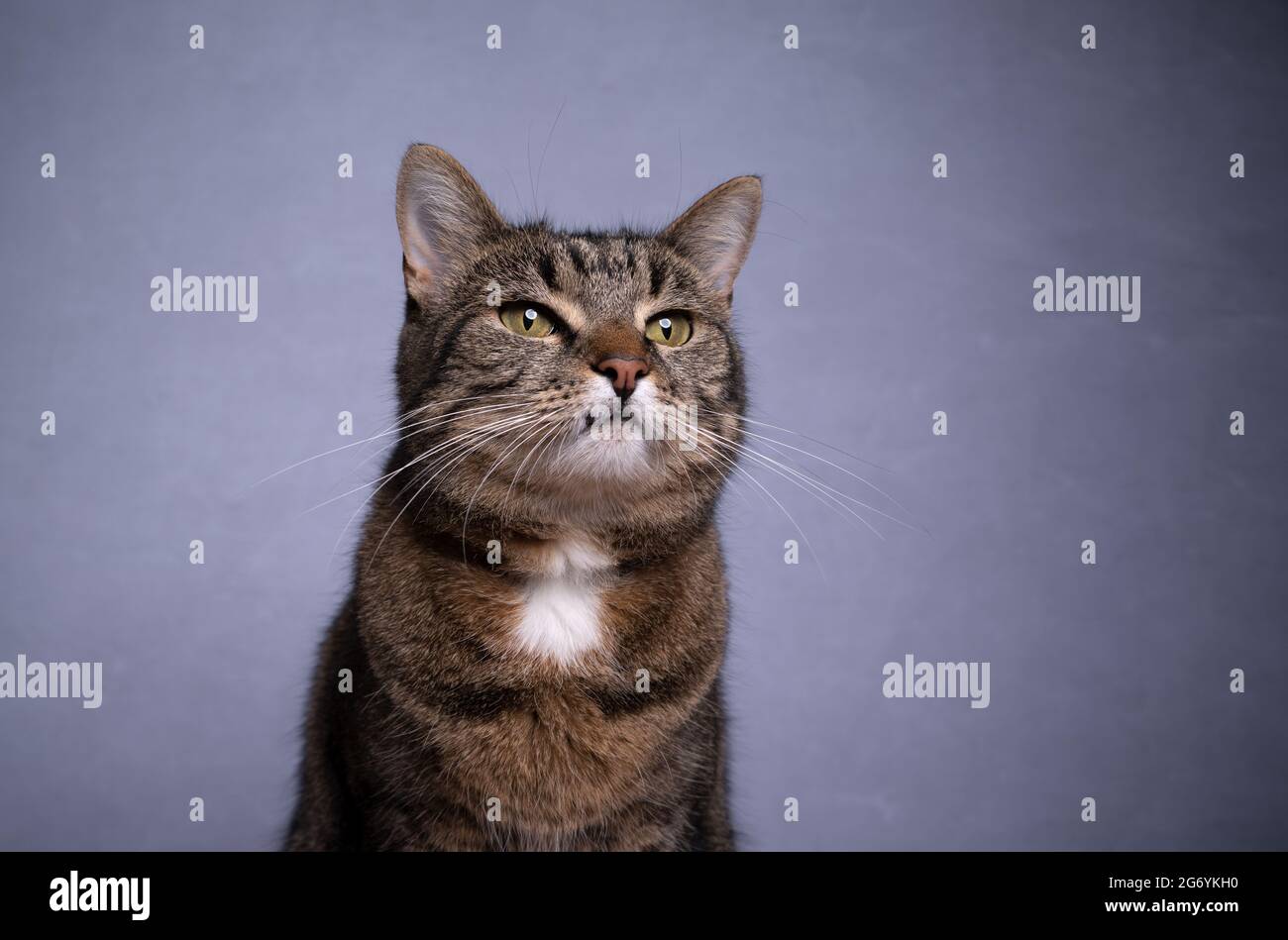 Tabby Hauskatzenportrait auf grauem Beton-Hintergrund mit Kopierraum Stockfoto
