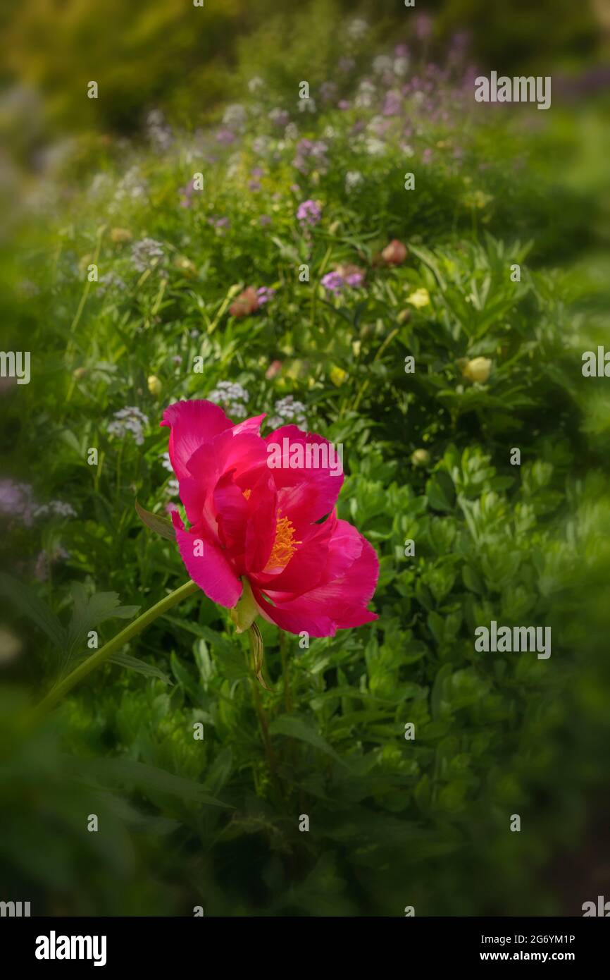 Paeonia „Scarlet O’Hara“, Pfingstrose „Scarlet O’Hara“ blühen in Nahaufnahme Stockfoto