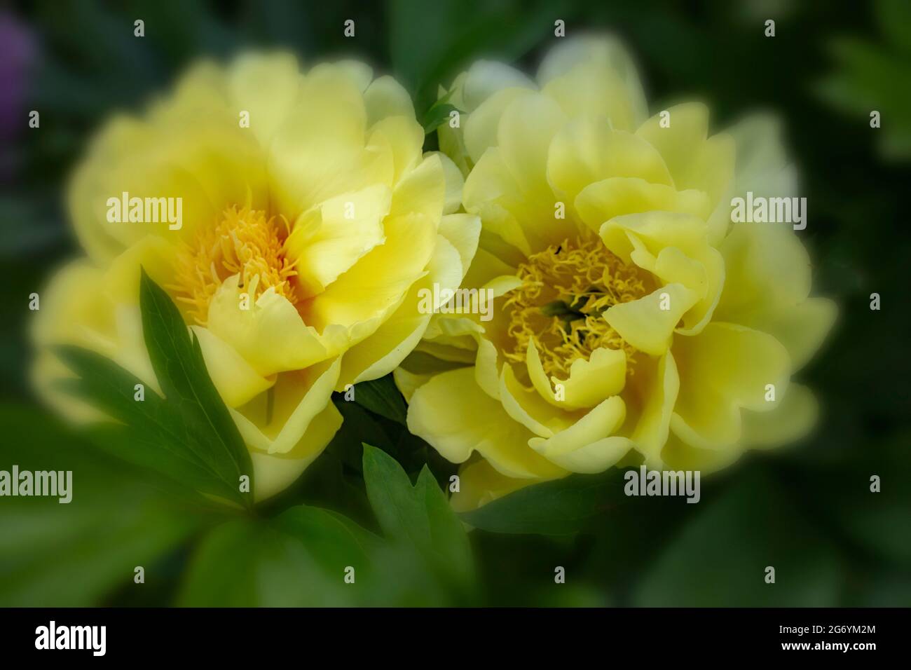 Verträumte Paeonia ‘Bartzella’, Paeonia „Goldener Traum“, Nahaufnahme Pflanzenportrait Stockfoto