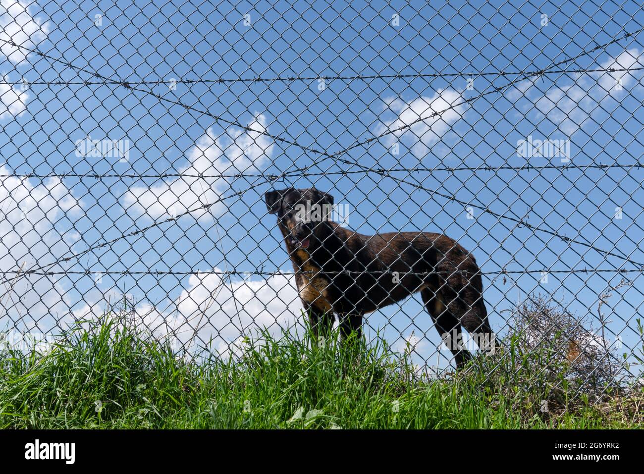 Ein schwarzer Hund hinter dem Draht auf Gras Stockfoto
