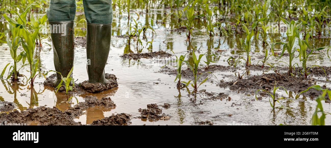 Ein Bauer steht mit Gummistiefeln auf seinem überfluteten Maisfeld. Extreme Wetterbedingungen wie sintflutartige Regenfälle, die immer mehr Ernteausfälle verursachen. Stockfoto