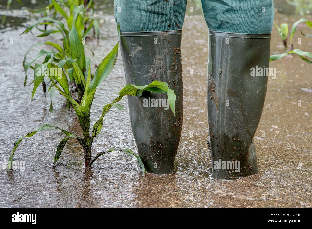 Ein Bauer steht mit Gummistiefeln auf seinem überfluteten Maisfeld. Extreme Wetterbedingungen wie sintflutartige Regenfälle, die immer mehr Ernteausfälle verursachen. Stockfoto