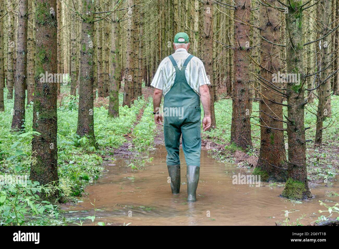 Ein Waldbesitzer geht nach einem heftigen Regen durch seinen überfluteten Wald. Stockfoto