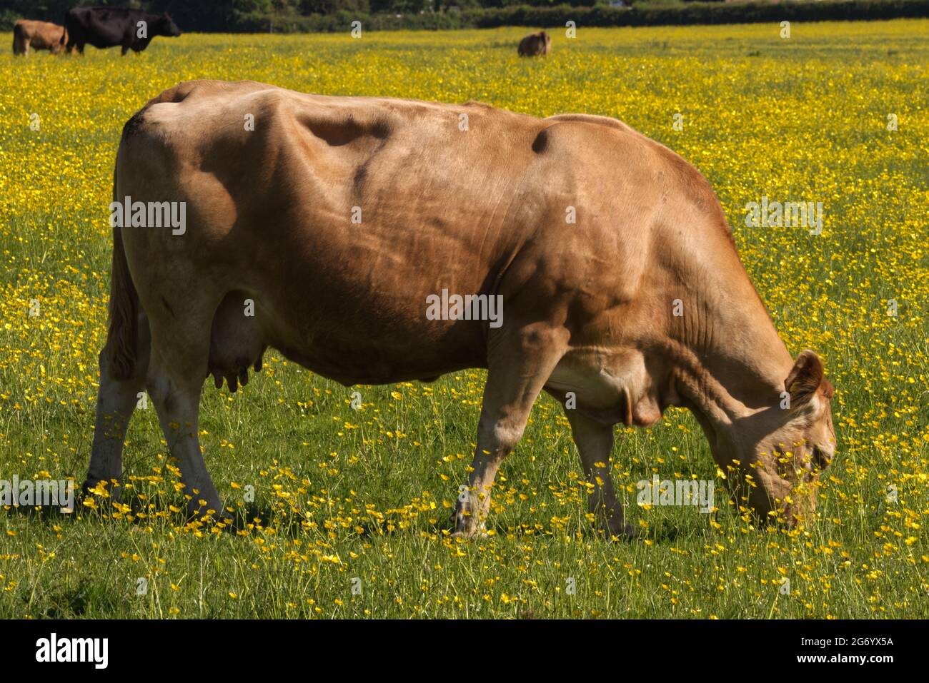 Milchkuh in einem Butterblume Feld Stockfoto