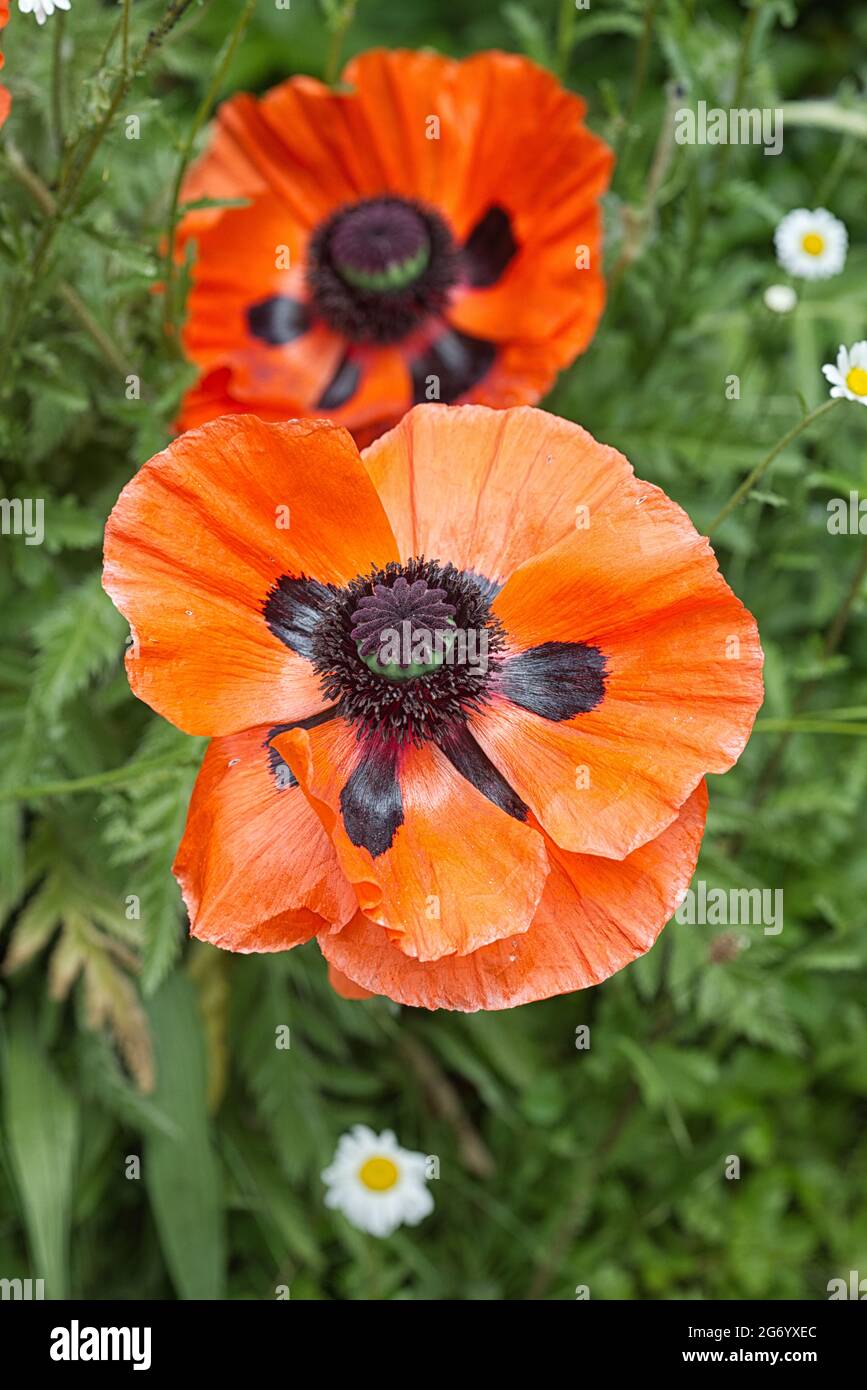 Orientalischer Mohn Stockfoto