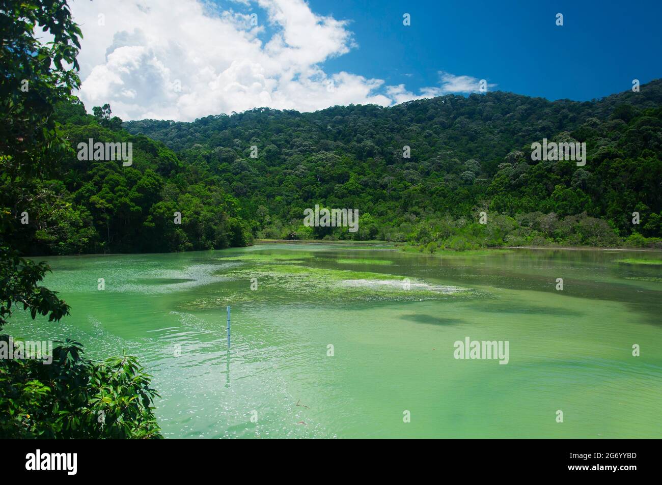 An einem sonnigen Sommertag in Malaysia ein einzigartiger meromistischer See mit Salz und Süßwasser im Penang Nationalpark. Stockfoto
