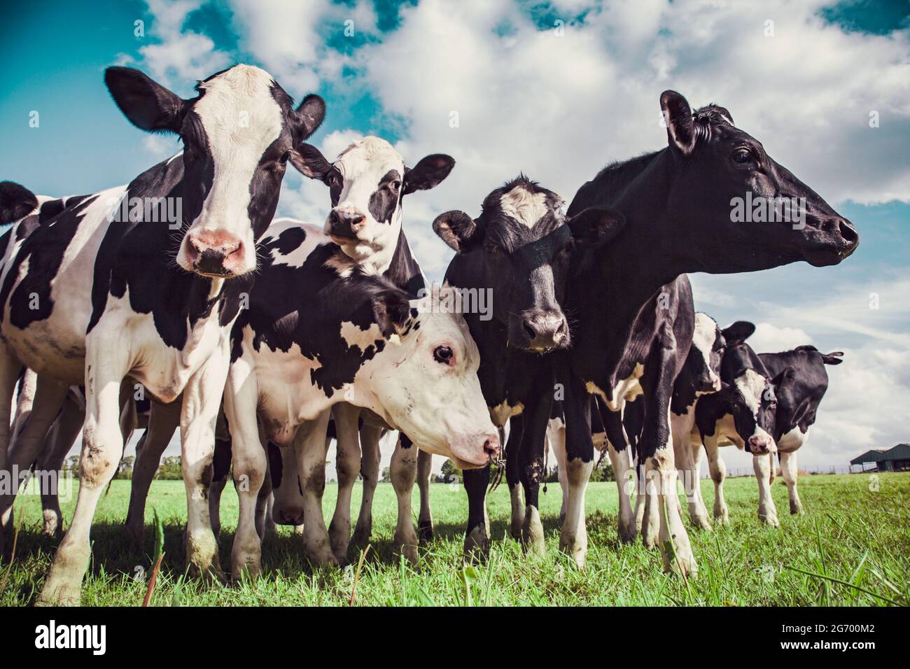 Gruppe holsteinischer Kühe auf der Weide Stockfoto
