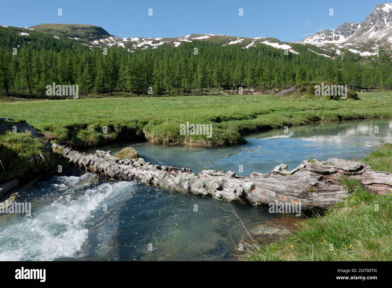 Hindernis im Fluss: Ein Baumstamm ist quer in einem Bergbach stecken geblieben und bildet eine natürliche Brücke Stockfoto