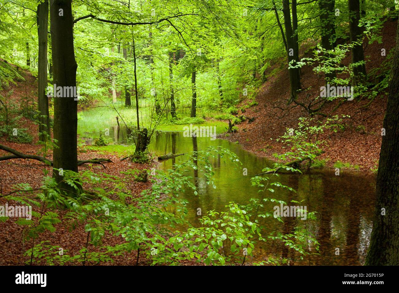 Die lichtdurchfluteten grünen Blätter des Waldes spiegeln sich im Wasser eines Teiches im Wald wider. Stockfoto