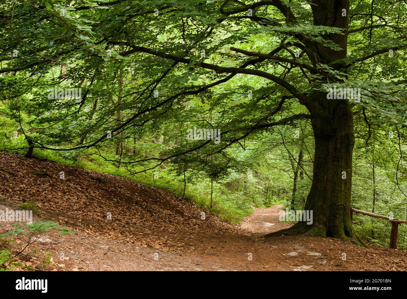 Die Krone einer Liebebuche mit ihren Ästen überspannt einen Wanderweg im Wald. Stockfoto