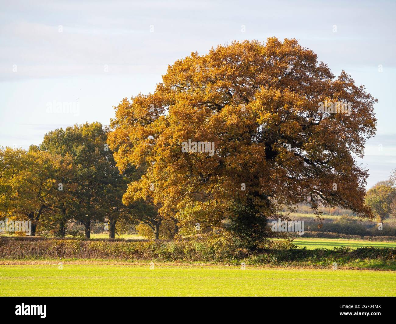 Herbstfarbene Eichen in der Landstraße mit Hecken und einem Feld Winterweizen im Vordergrund. Stockfoto