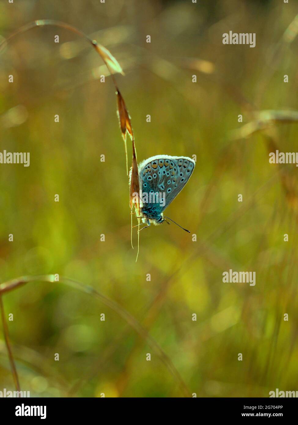 Roosting Brown Argus Schmetterling bei Sonnenuntergang auf Kreide Grasland bei Ivinghoe Beacon in den Chilterns..Aricia agestis. Stockfoto