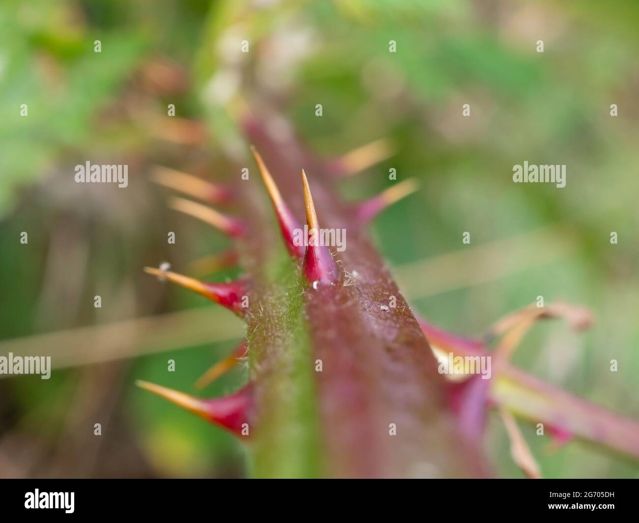 Nahaufnahme einer Brombeerspitze, Rubus Sekte Rubus, Nordrhein-Westfalen, Deutschland Stockfoto