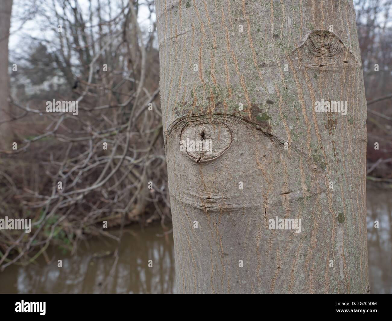 Gruseliges Auge auf einem Baumstamm, Nordrhein-Westfalen, Deutschland Stockfoto