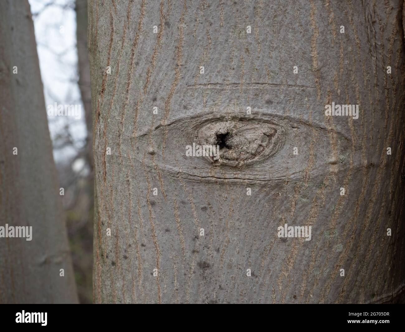 Gruseliges Auge auf einem Baumstamm, Nordrhein-Westfalen, Deutschland Stockfoto