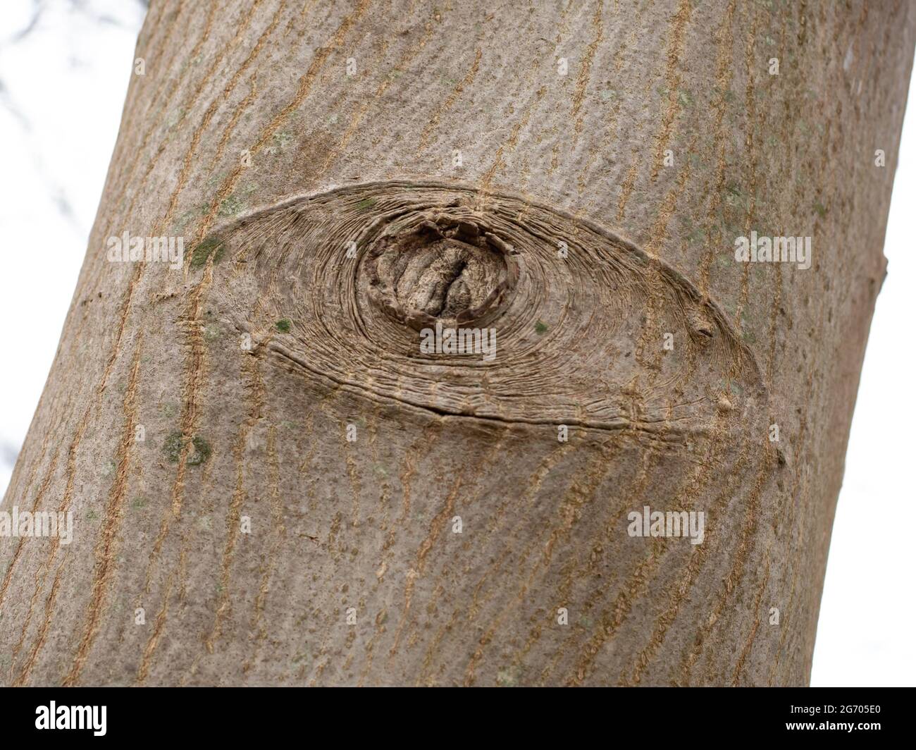 Gruseliges Auge auf einem Baumstamm, Nordrhein-Westfalen, Deutschland Stockfoto