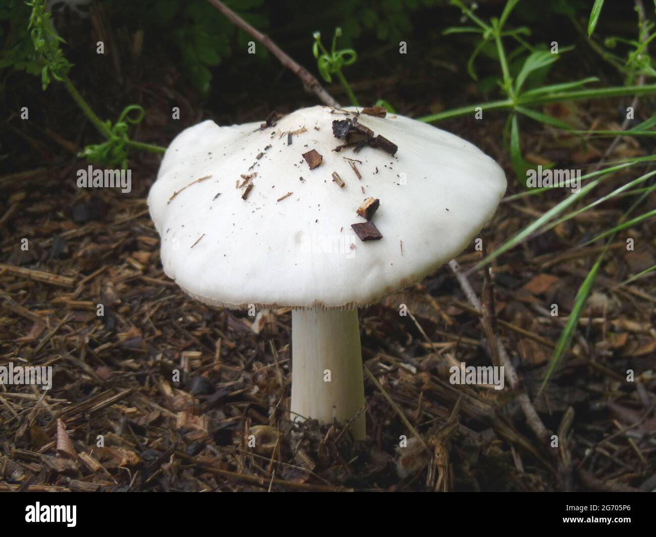 Weißer Pilz mit Holzresten auf Hut, Psathyrella candolleana, Deutschland Stockfoto