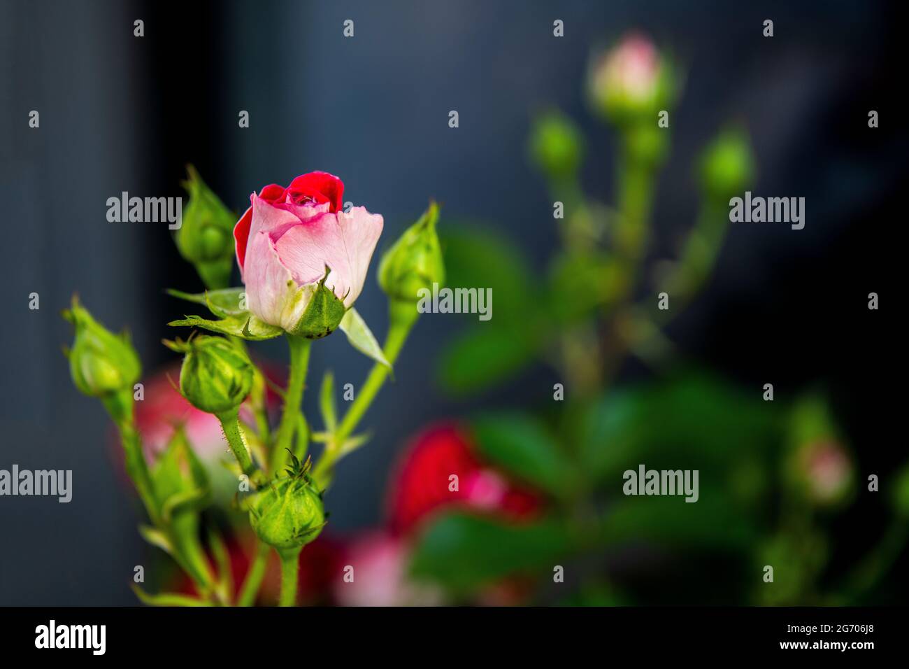 Zweifarbige, seltene Rosenpflanze, innen rot und außen weiß-rosa mit einem feinen Geruch Stockfoto