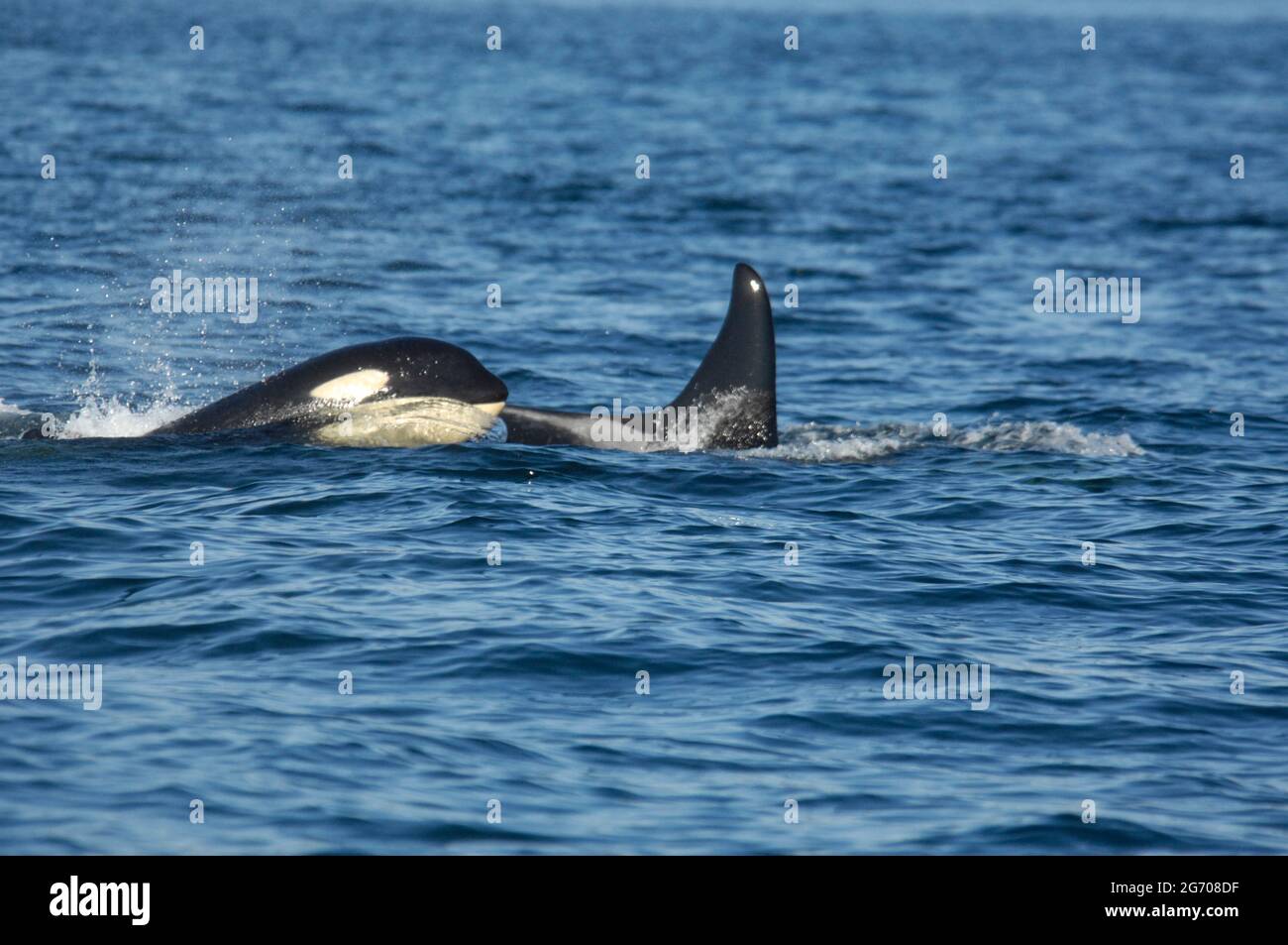 Ein Paar Orcas beim Schwimmen, in der Nähe der Insel San Juan Stockfoto