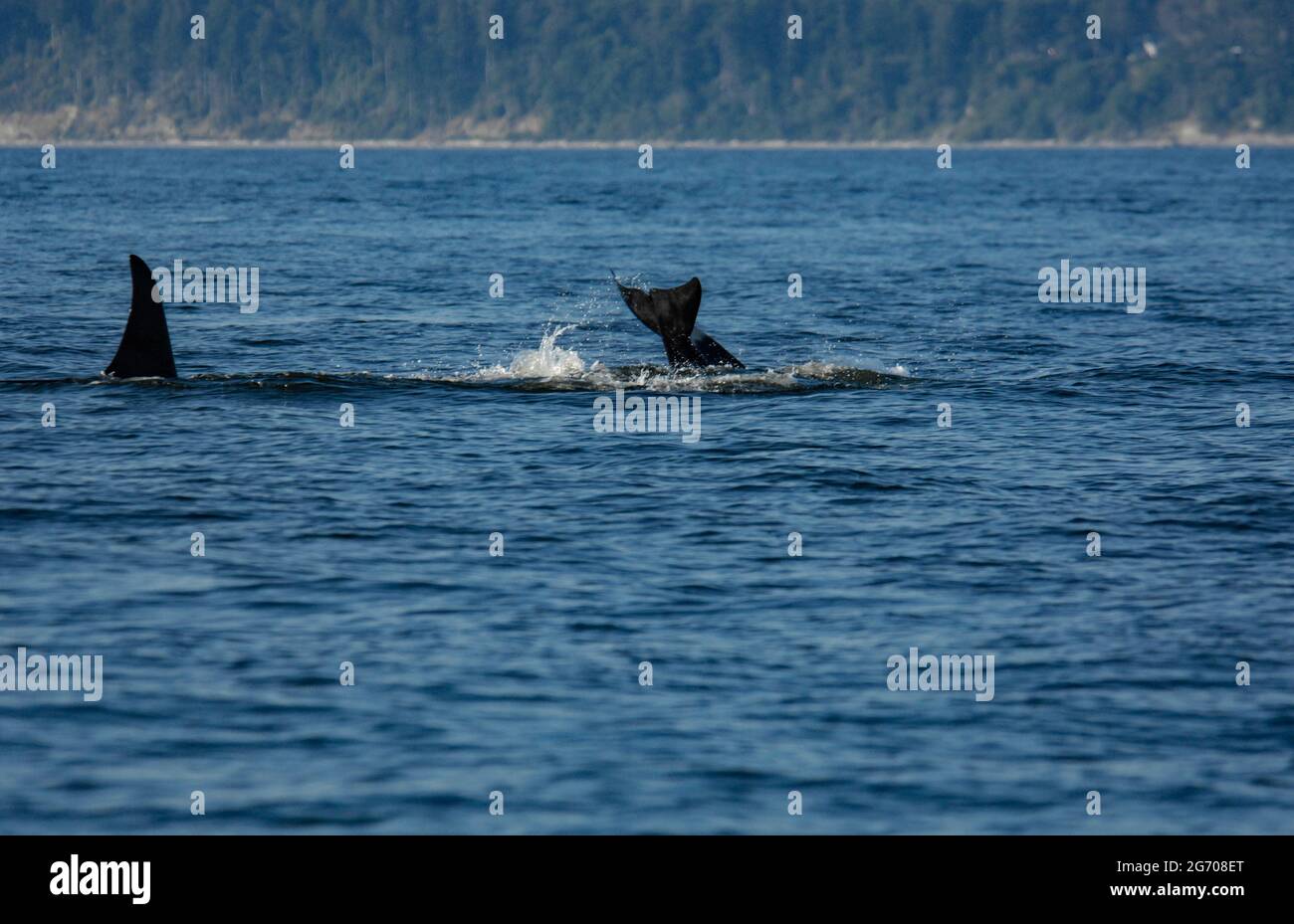 Orcas in der Nähe von San Juan Island, Washington Stockfoto