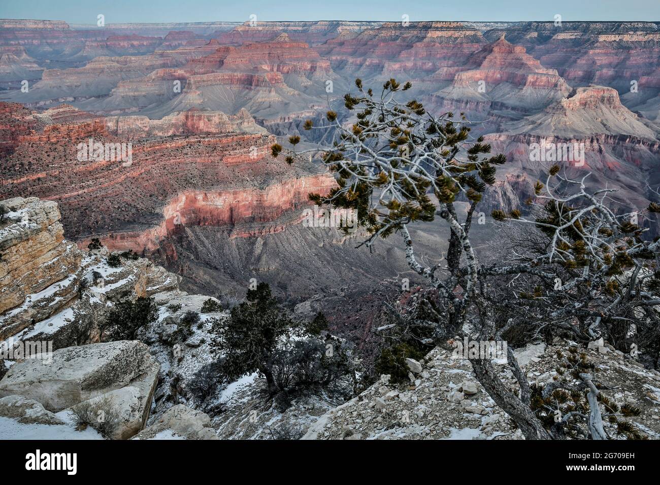 Baum, Felsformationen und Schluchten aus der Nähe von Yavapai Point, Grand Canyon National Park, Arizona USA Stockfoto