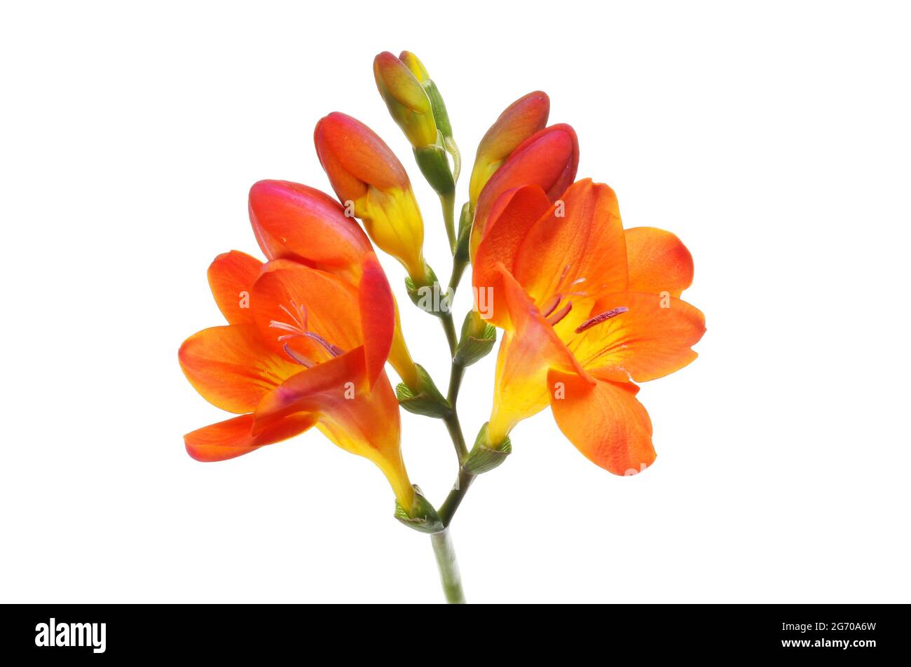 Freesie-Blüten und Knospen isoliert gegen Weiß Stockfoto