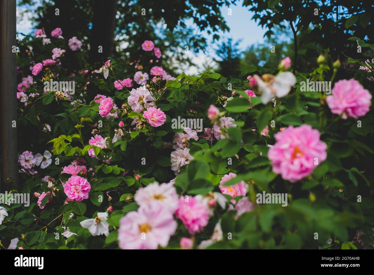 Wilde Rosen auf einem Busch auf dem Land. Stockfoto