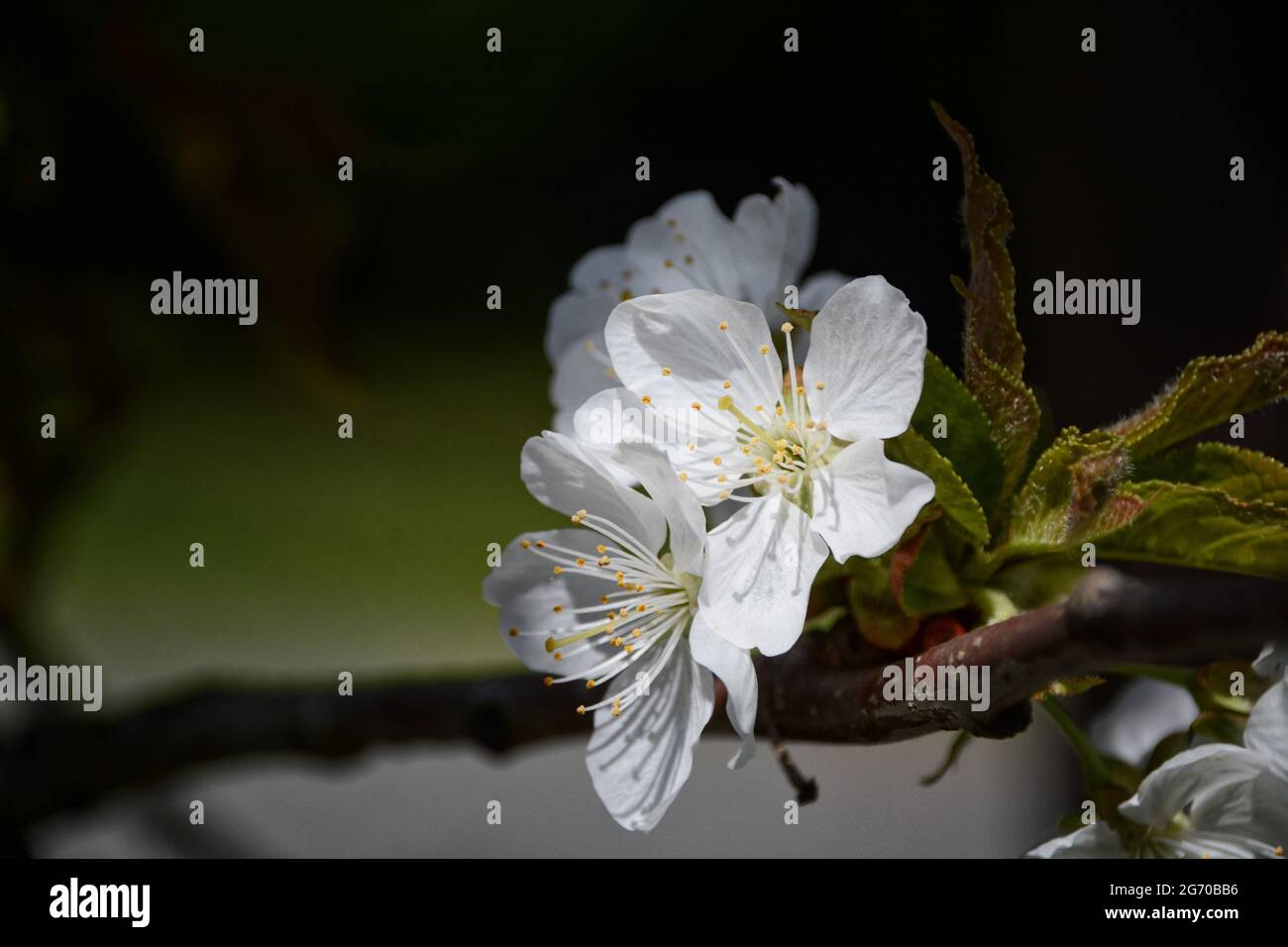 Eine Gruppe von Apfel- oder Kirschblüten, beleuchtet von der Sonne vor einem verschwommenen grünen Hintergrund. Stockfoto