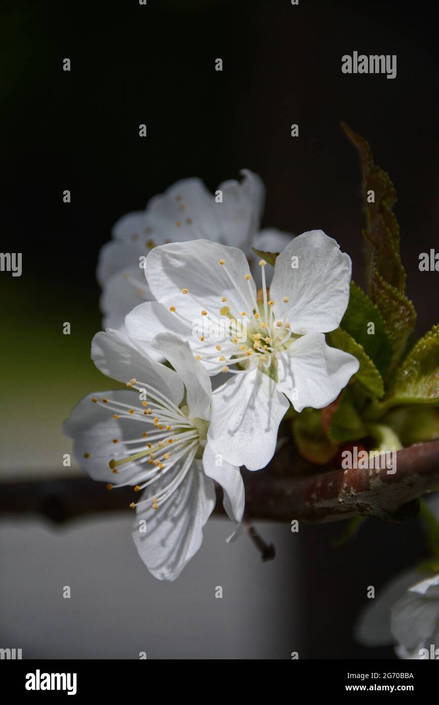 Eine Gruppe von Apfel- oder Kirschblüten, beleuchtet von der Sonne vor einem verschwommenen grünen Hintergrund. Stockfoto