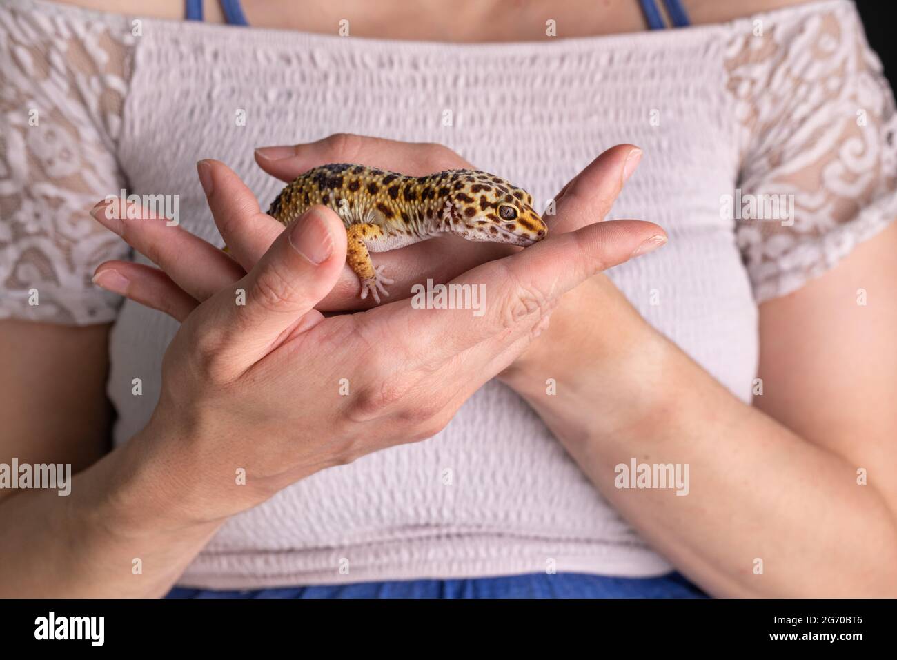 Leopardengecko (eublepharis macularius) in den Händen seiner Herrin Stockfoto
