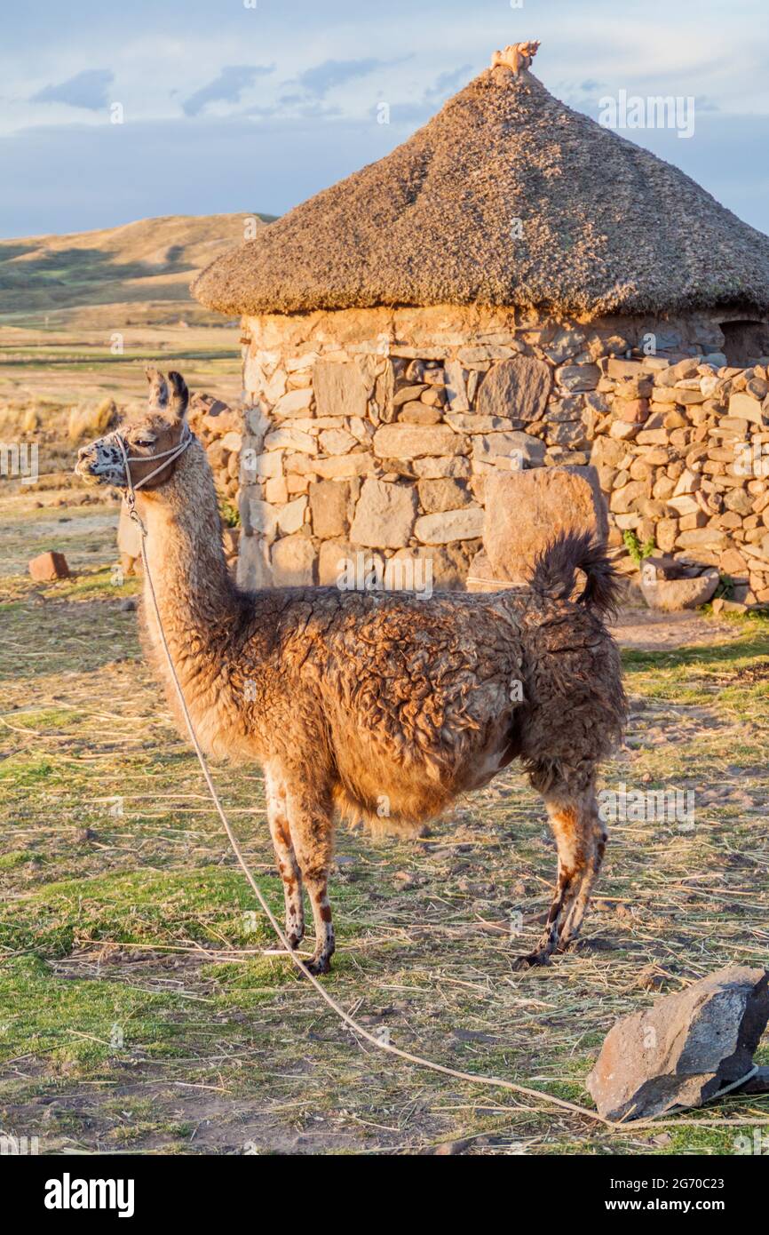 Kleine Siedlung mit einem Lama in der Nähe von Puno, Peru Stockfoto