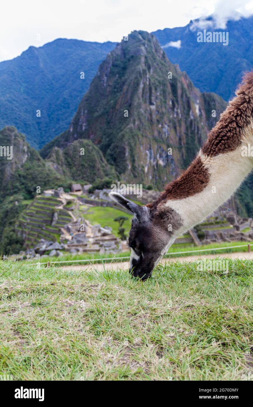 Lama in den Machu Picchu Ruinen, Peru Stockfoto