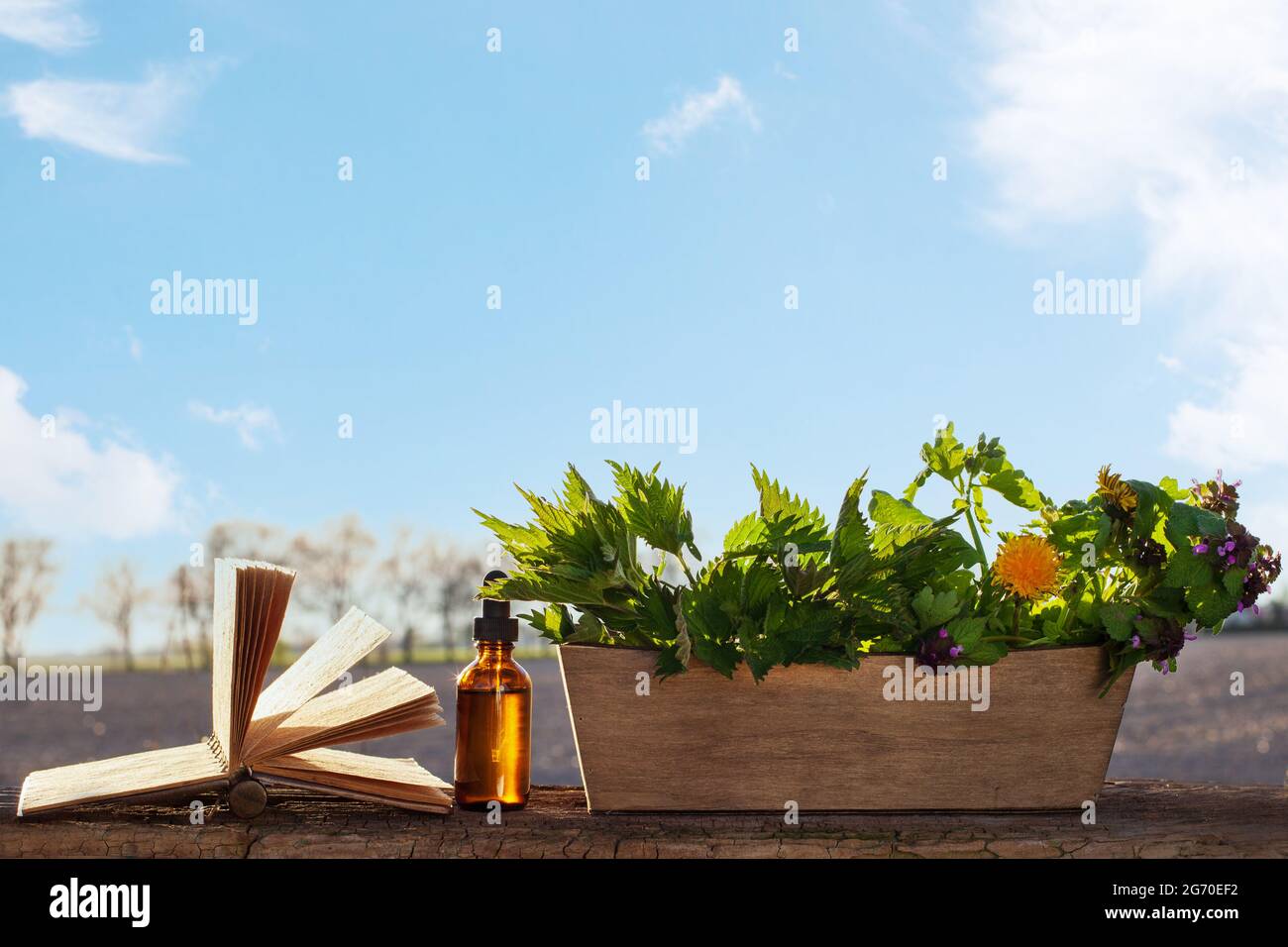 Natürliche Kräuter, Foto in natürlichem Licht. Konzept der alternativen Medizin - Platz kopieren. Stockfoto