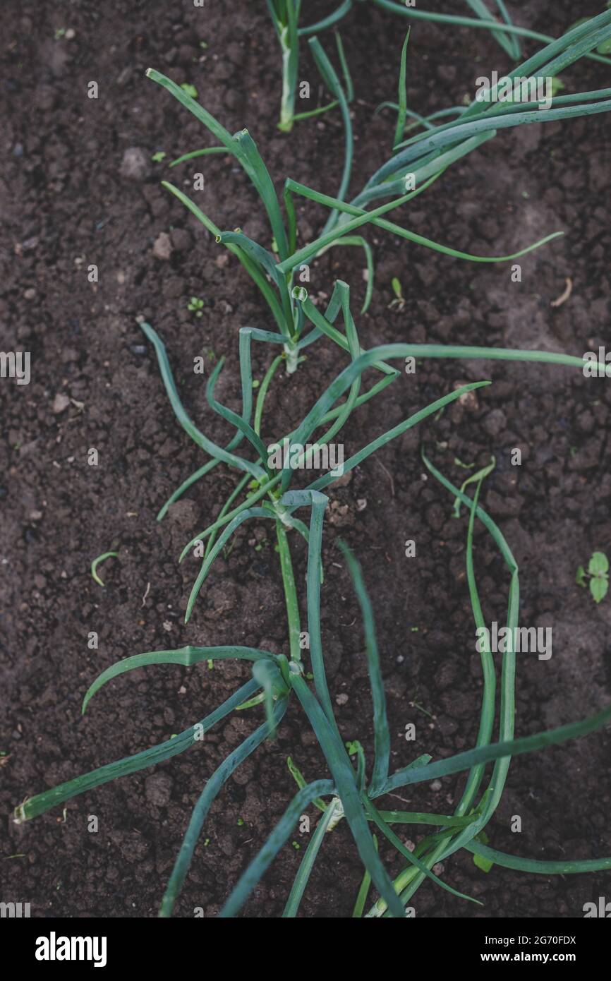 Ökologisch angebaut grün, frisch, neue Saison Frühlingszwiebeln (Frühlingszwiebeln) wächst im heimischen Garten in brauner Erde, geeignet für Vegetarier und Veganer Stockfoto