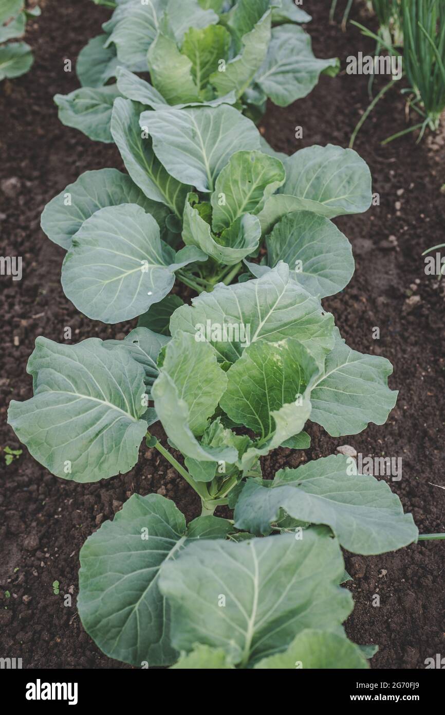 Ökologisch angebauter frischer Grünkohl (Brassica oleracea) der neuen Saison, der im heimischen Garten auf braunem Boden wächst und für Vegetarier und Veganer geeignet ist Stockfoto