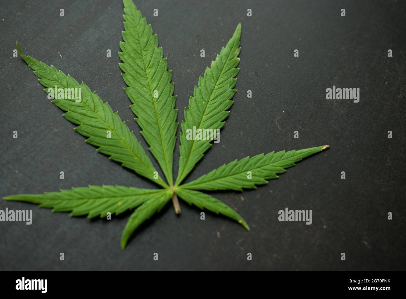 Grün geschnittenes Cannabisblatt auf einer schwarzen Holzoberfläche Stockfoto