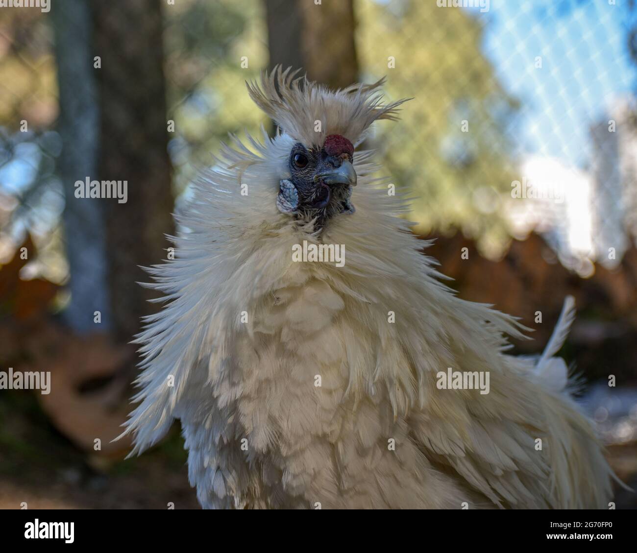 Porträt einer Silkie, auch bekannt als das Seidenhuhn oder chinesische Seidenhuhnchen Stockfoto