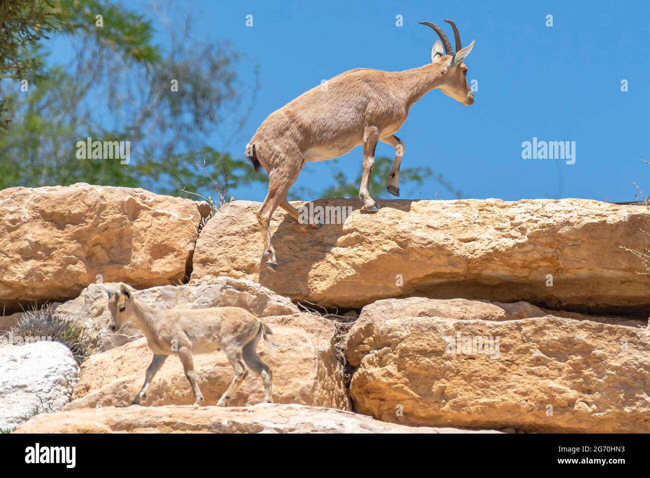 Steinbock-Herde Stockfoto