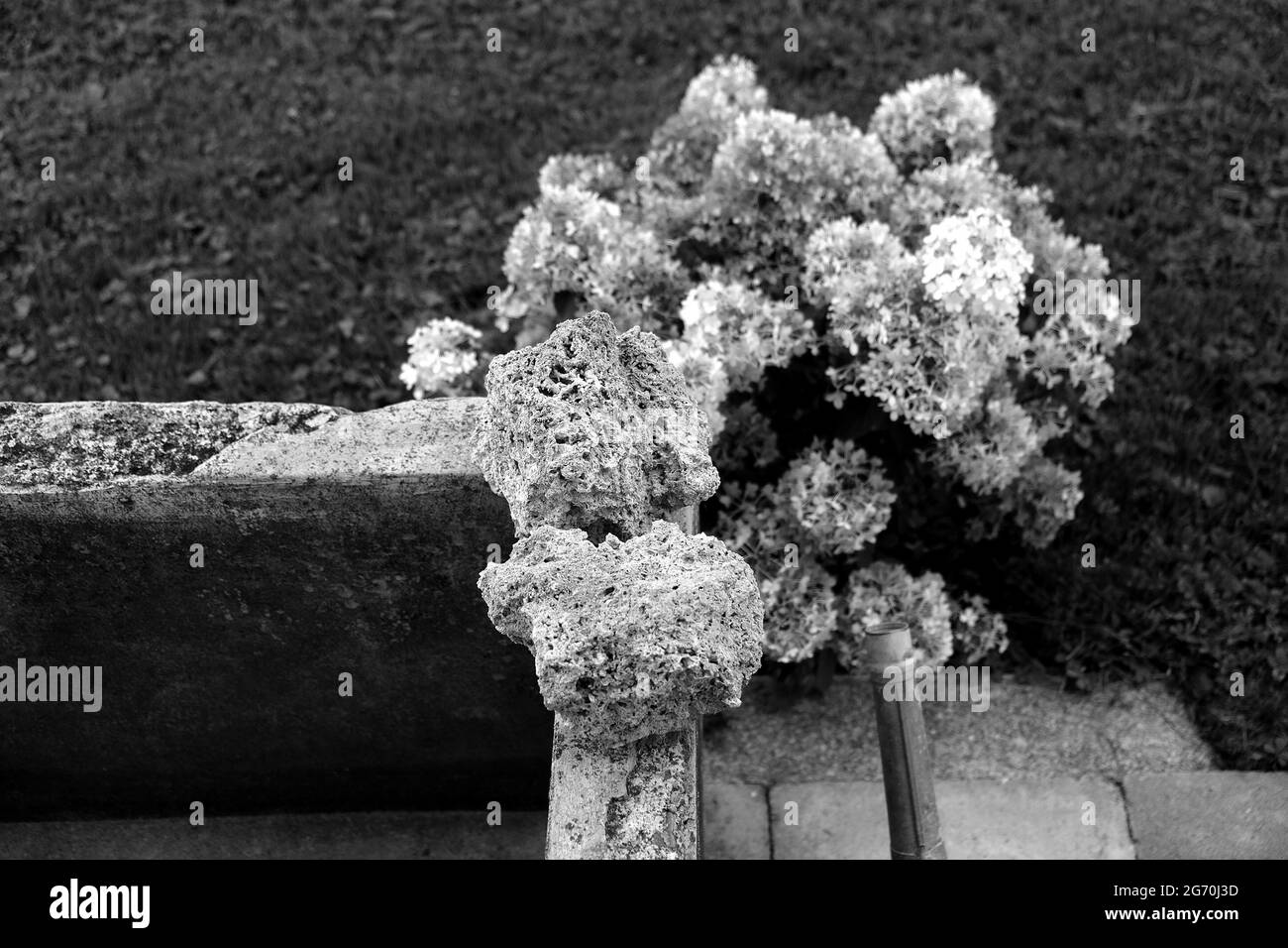 Graustufenbild von Steinen mit Moos vor Blumen, die im Gras wachsen Stockfoto