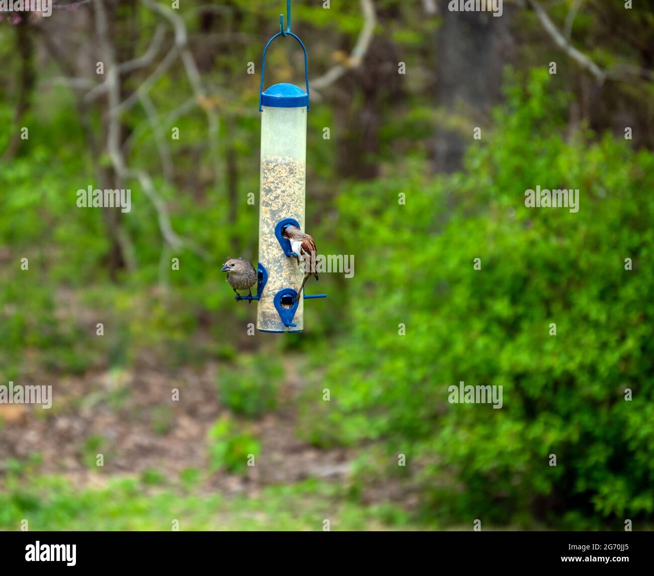 Zwei Vögel finden den Hinterhof Feeder in Missouri als den perfekten Ort für ein Nachmittagsmahl an einem warmen Frühlingstag. Bokeh-Hintergrund. Stockfoto