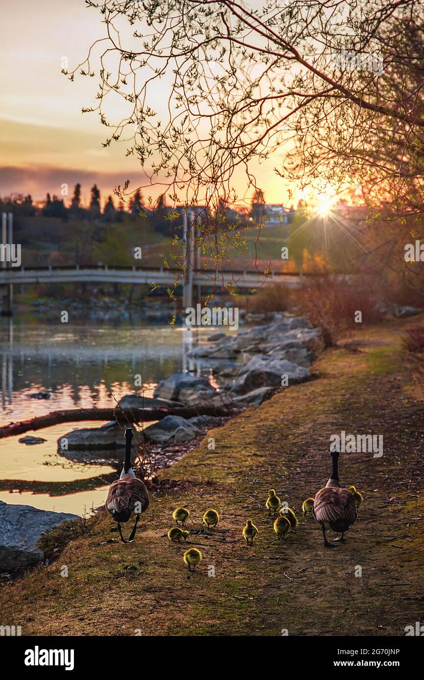 Gänse beim Spaziergang durch EINEN Park bei Sunrise Stockfoto