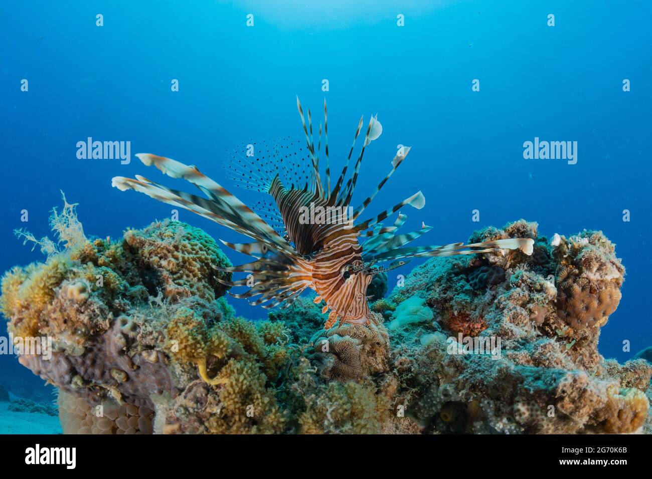 Löwenfisch im Roten Meer Bunte Fische, Eilat Israel Stockfoto