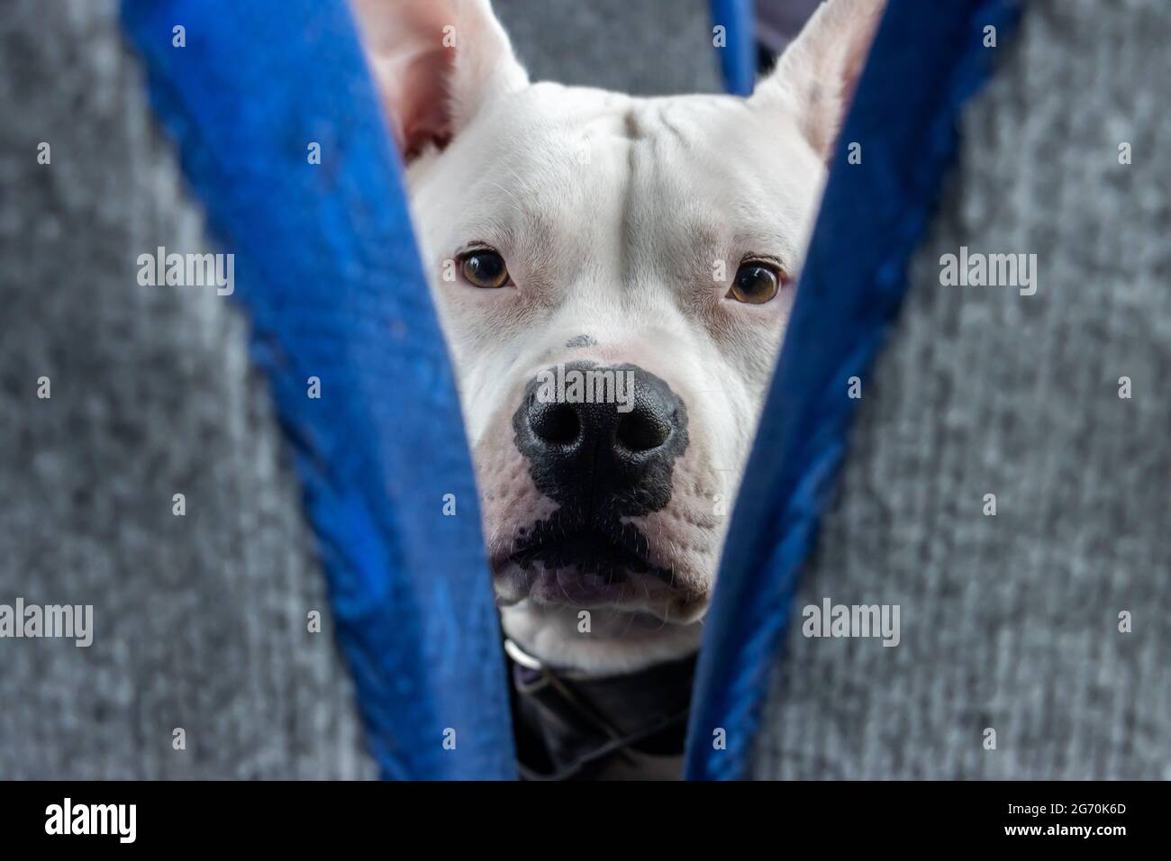 Weißer Hundekopf von Bullterrier zwischen Sitzen an einem Bus. Stockfoto