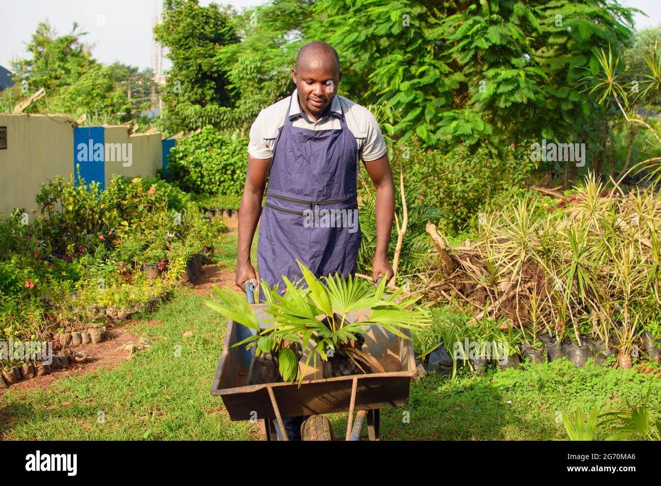 Afrikanischer Gärtner, Blumenhändler oder Gärtner, der eine Schürze trägt, arbeitet und einen mit Pflanzen gefüllten Schubkarren in einem farbenfrohen Blumengarten schiebt Stockfoto