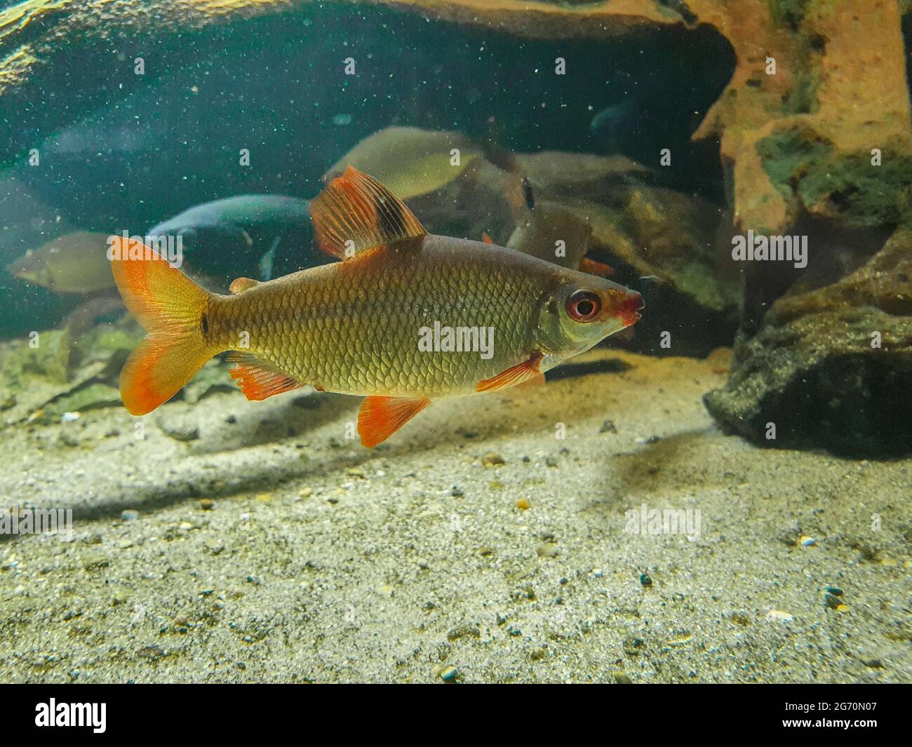 Selektiver Fokus eines ruddeligen Fisches, der auf dem Grund eines Flusses schwimmt Stockfoto
