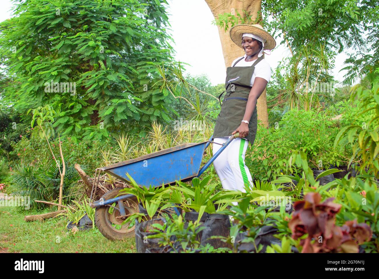 Afrikanische Gärtnerin, Floristin oder Gärtnerin, die eine Schürze trägt, arbeitet und schiebt eine blaue Schubkarre in einen bunten Blumen- und Pflanzengarten Stockfoto